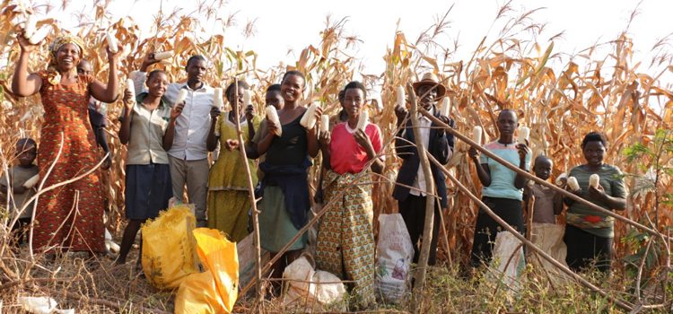 Transformation in Africa - corn harvest