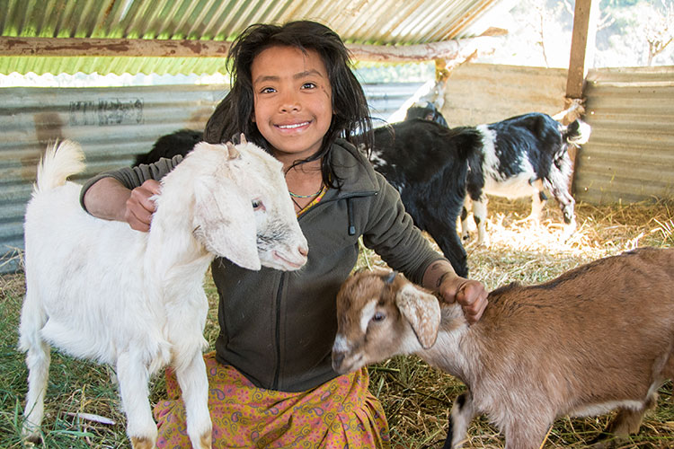 Girl with her goats