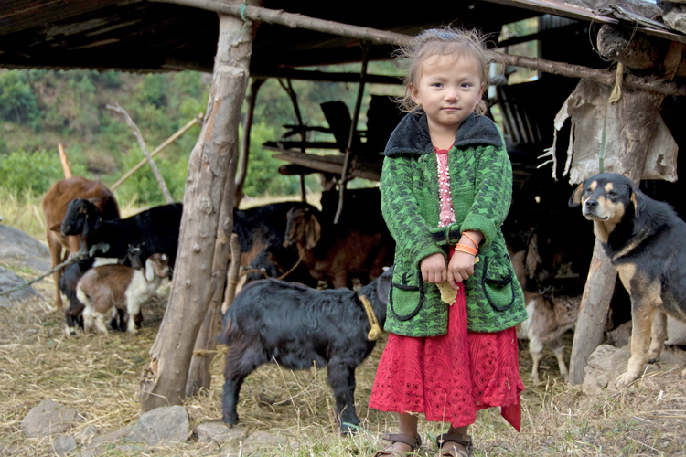 Little girl with goats