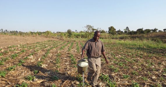 Victor watering his Farming God's Way field