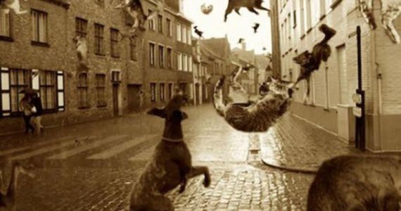 Raining cats and dogs picture