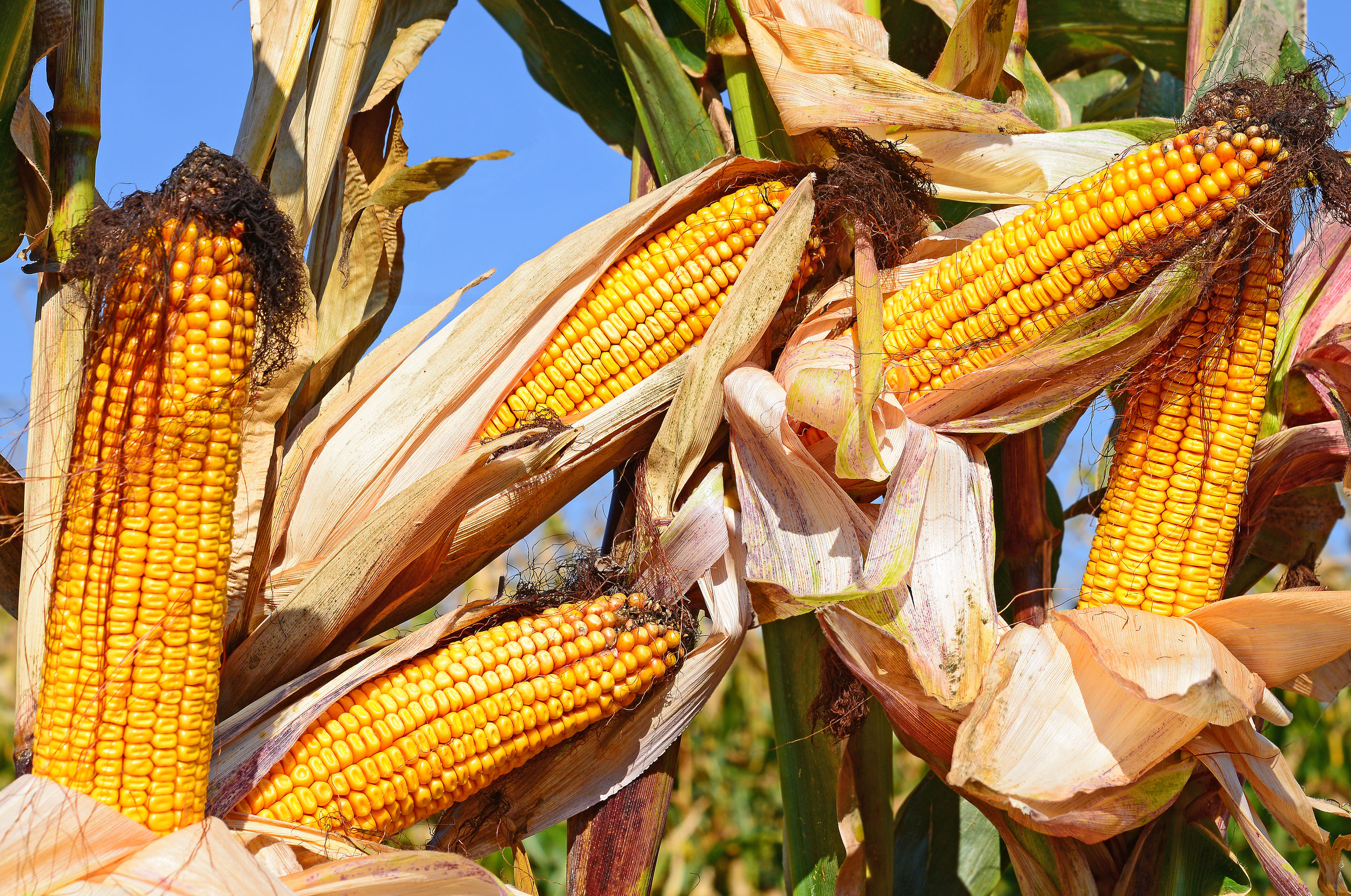 Photo of corn - from article on corn facts - brought to you by the Farming God's Way ministry of Heaven's Family