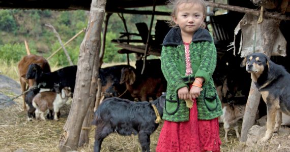 Little girl with goats