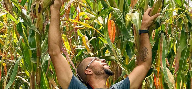 Large corn stalks in Kenya