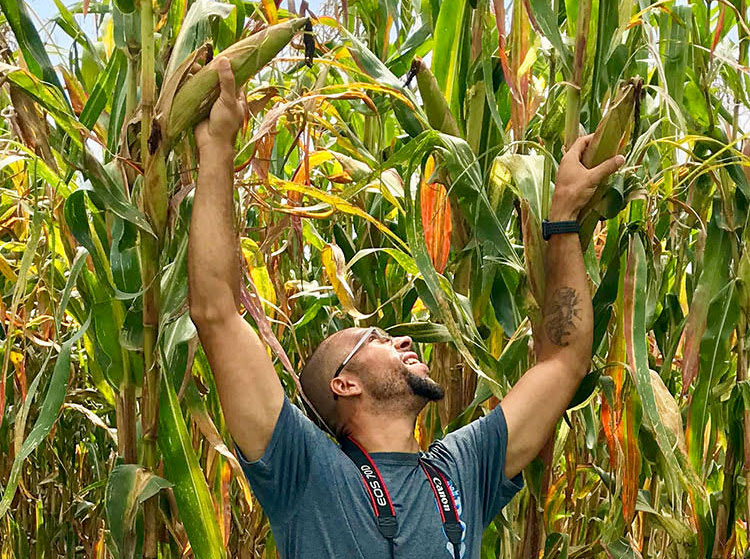 Large corn stalks in Kenya