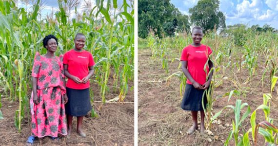 Image of maize field before and after